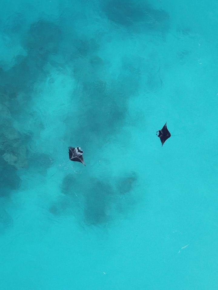 Seen from above: two manta rays moving through clear turquoise water.