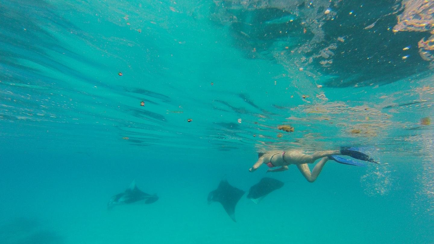A snorkeller at the surface with two manta rays passing below.