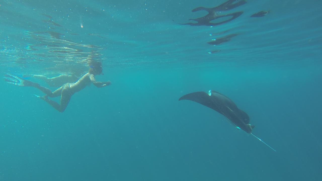 A snorkeller at the surface in open blue water, with a manta ray gliding past a few metres below.