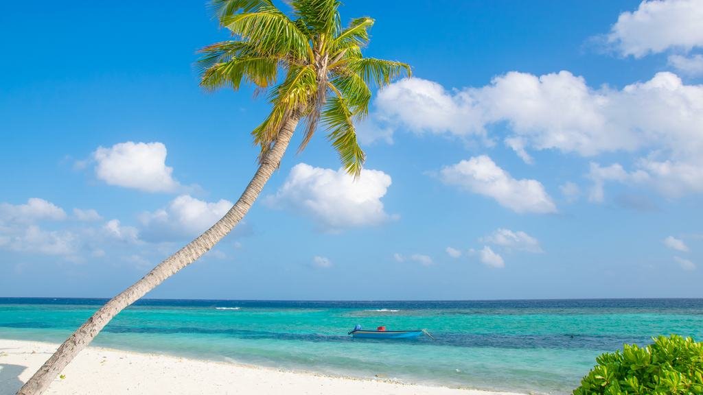 A palm leaning out over white sand, with a small blue boat moored in the lagoon beyond.